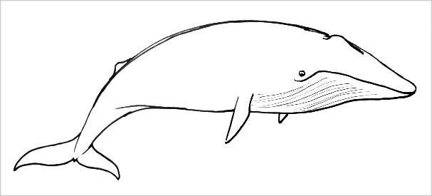Кит рисунок