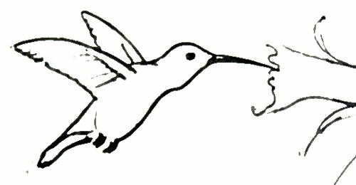 Рисунок Колибри 13