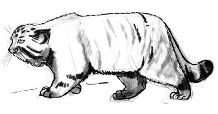 Рисунок Манул