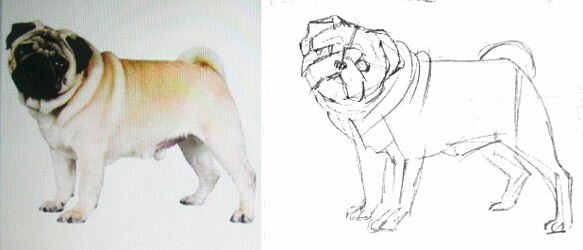 Эскиз мопса карандашом