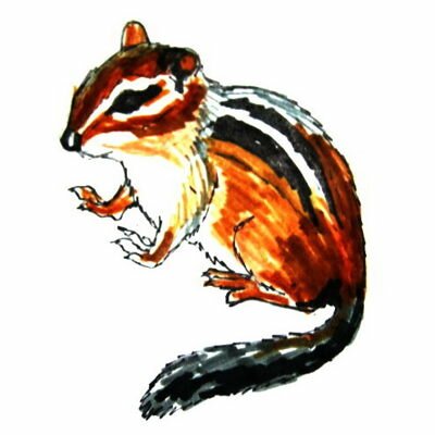 Рисунок Бурундук